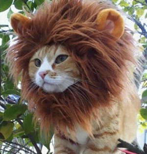 lion? cat?
