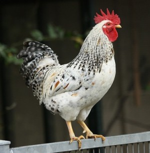 d5b9d-rooster
