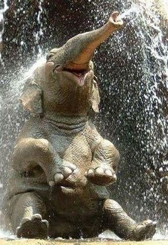 elephant showering joyfully