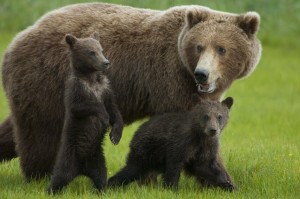 bear-adult-cubs