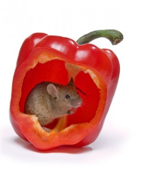 Little grey mouse hiding in a hot red pepper